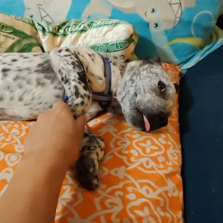 Enlarge Franko, a Adoptable mixed breed in Van Nuys, CA video 5/5