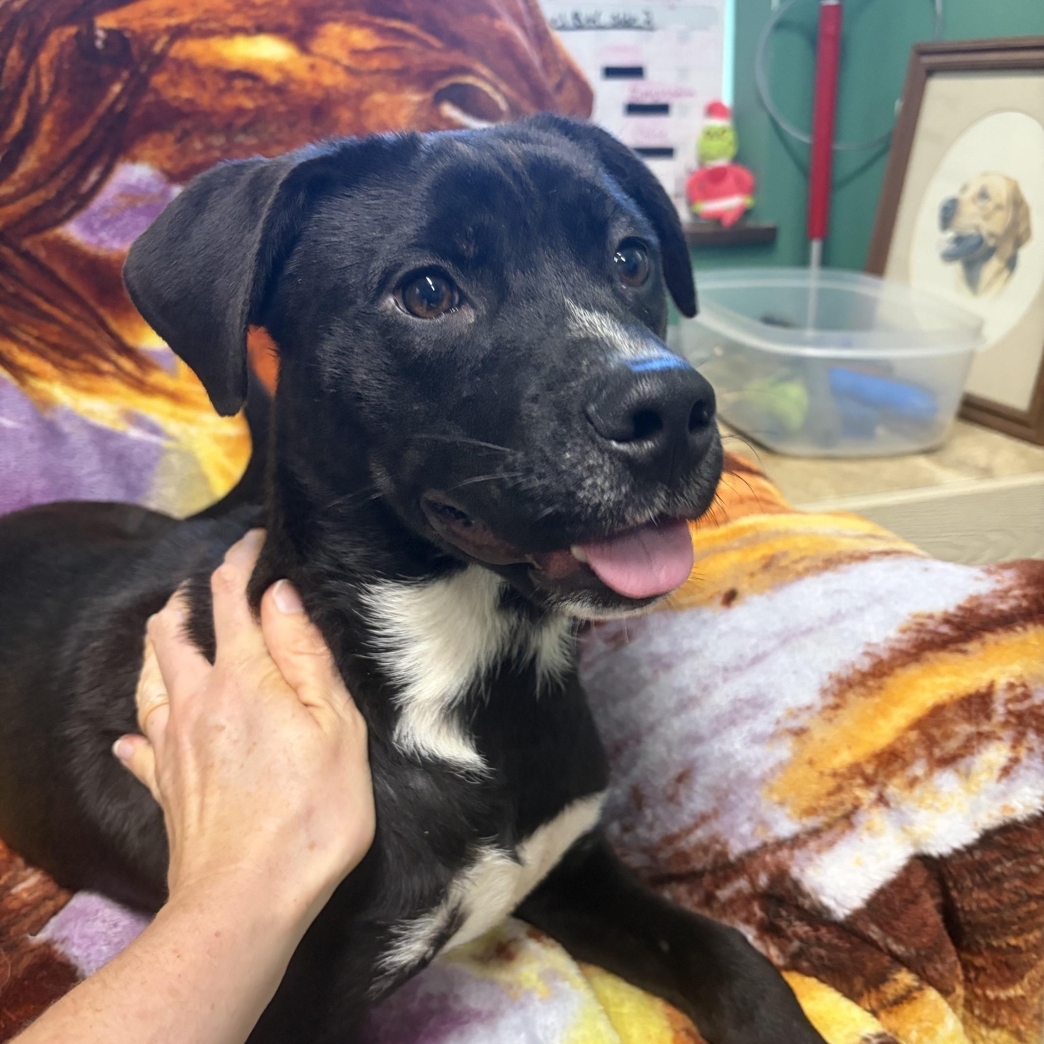 Taco, Adopted, Young Male Mixed Breed.