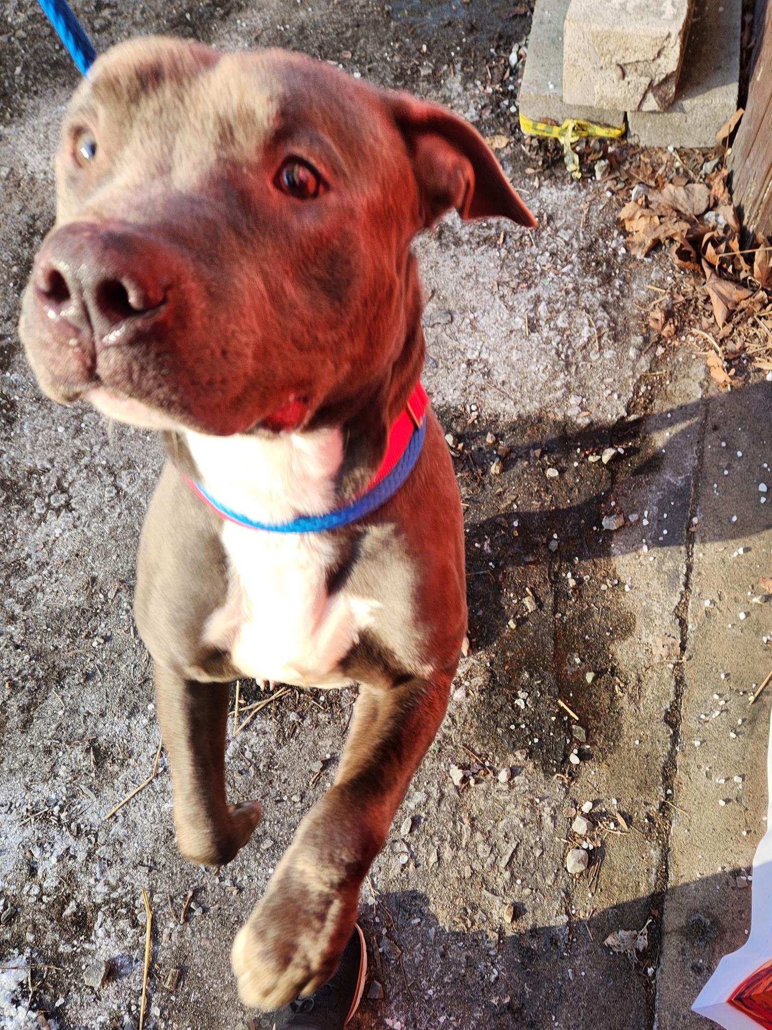 Spice, a ADOPTABLE mixed breed in McKeesport, PA image 4/6