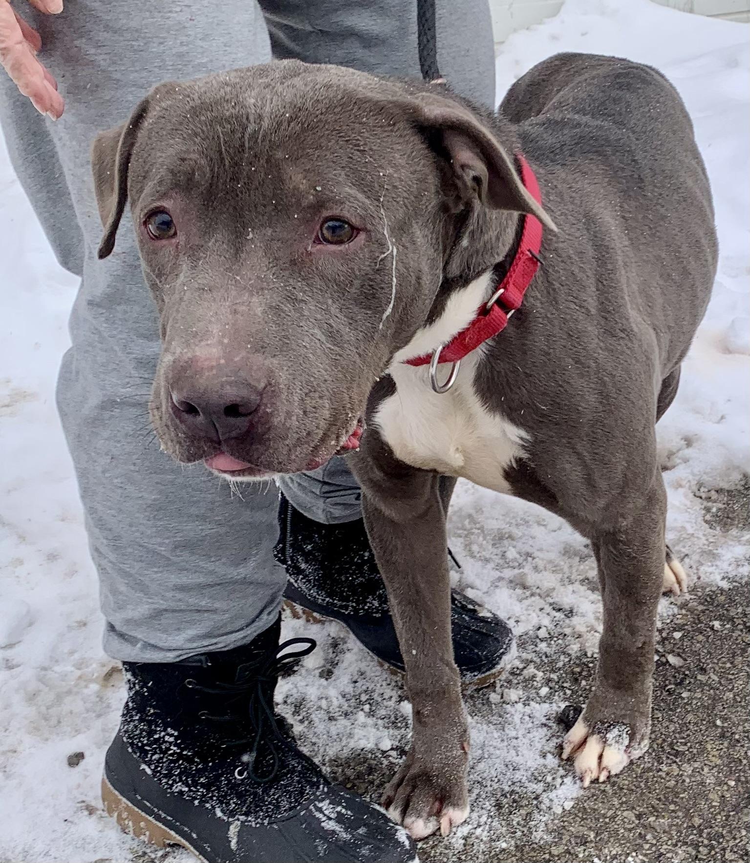 Spice, a ADOPTABLE mixed breed in McKeesport, PA image 2/6