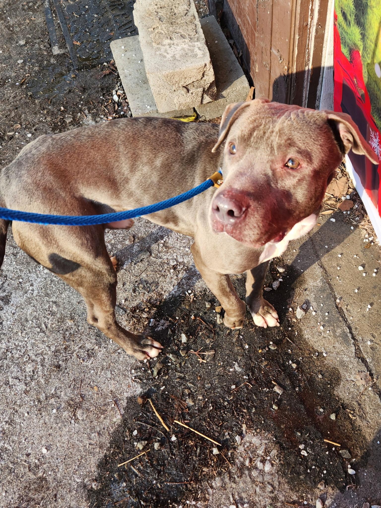 Spice, a ADOPTABLE mixed breed in McKeesport, PA image 6/6