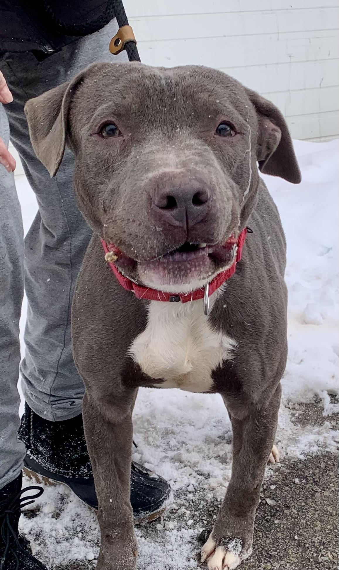 Spice, a ADOPTABLE mixed breed in McKeesport, PA image 3/6