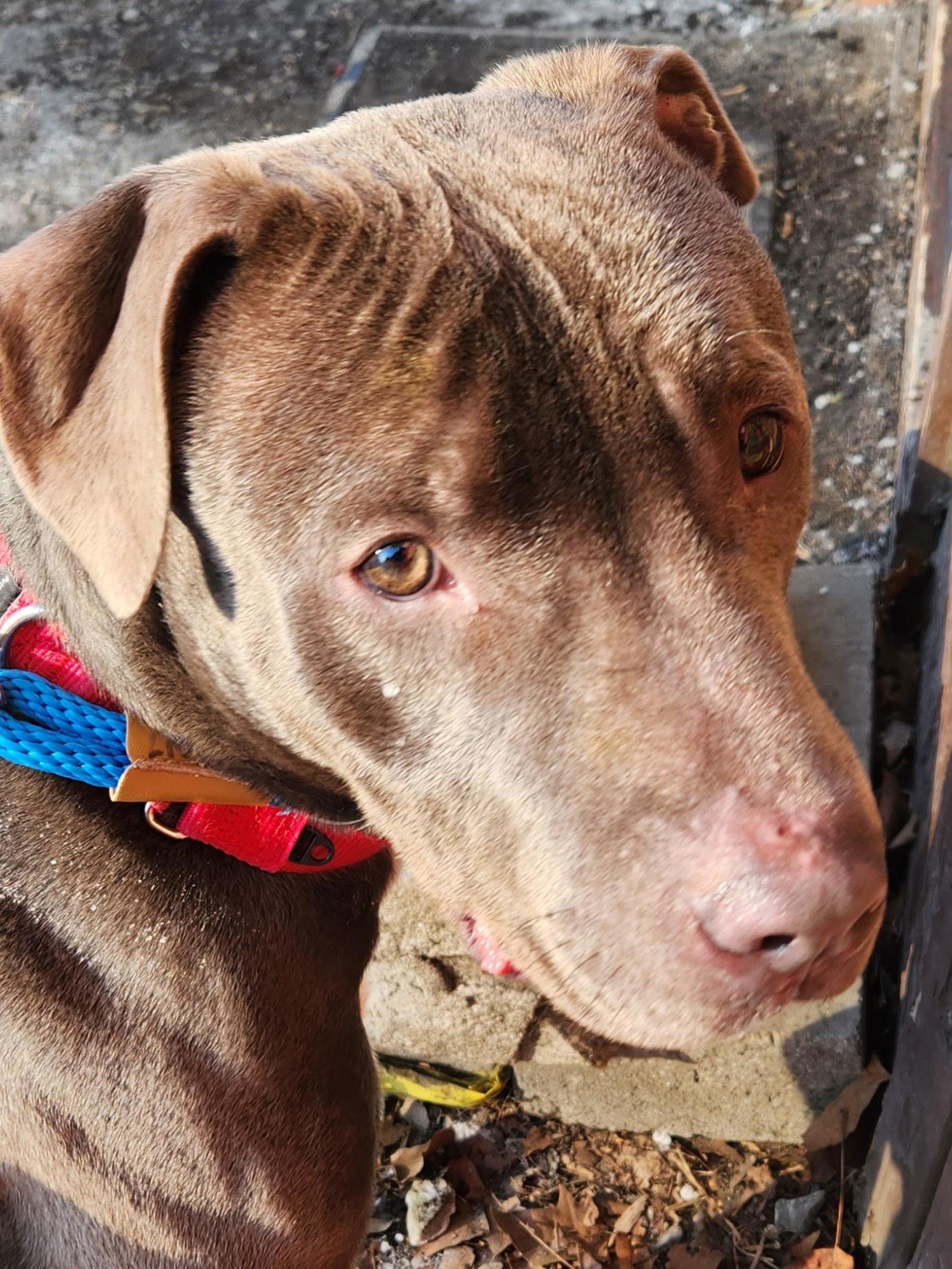 Spice, a ADOPTABLE mixed breed in McKeesport, PA image 5/6