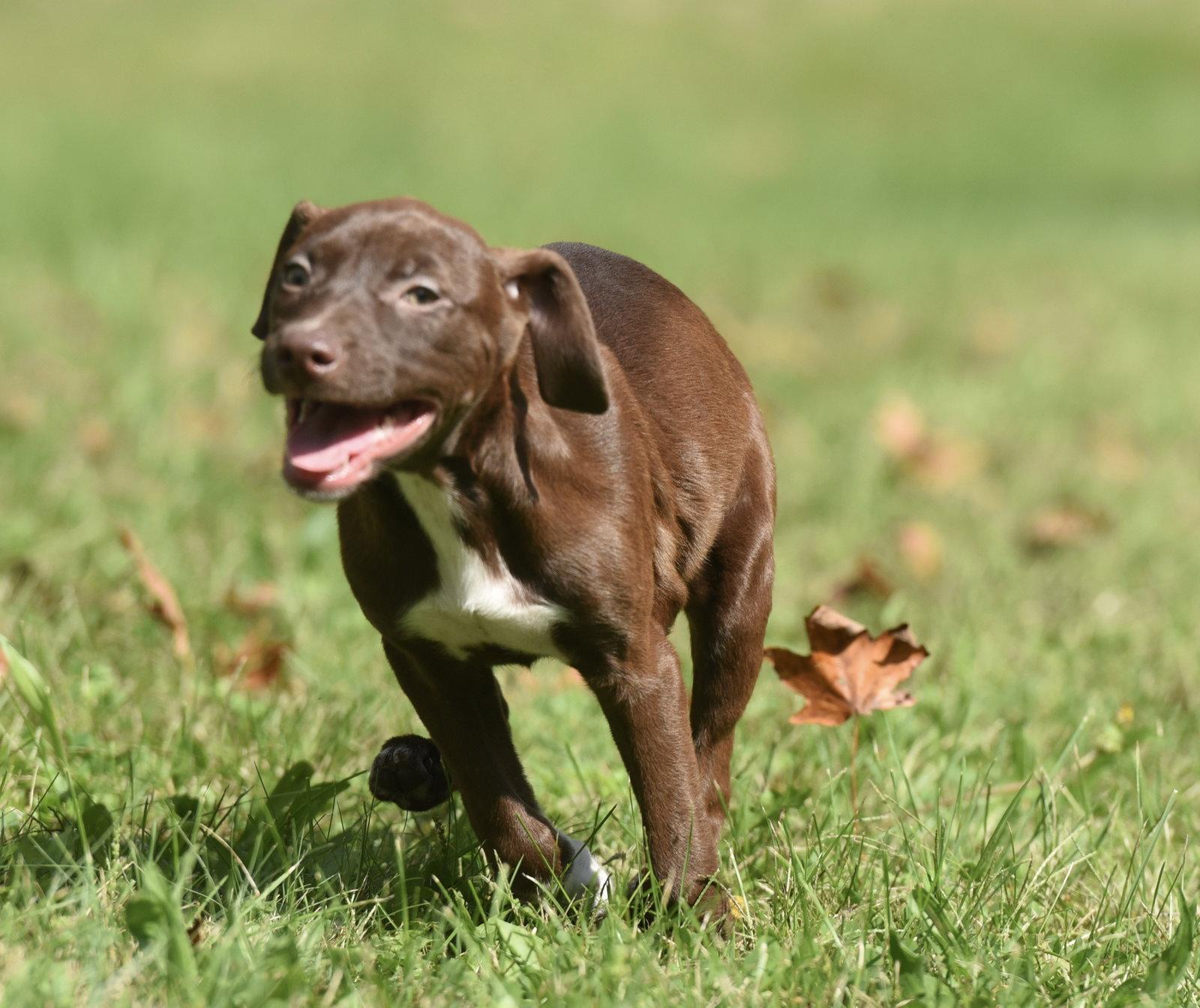 Filly, Adoptable, Puppy Female Chocolate Labrador Retriever & Pointer.