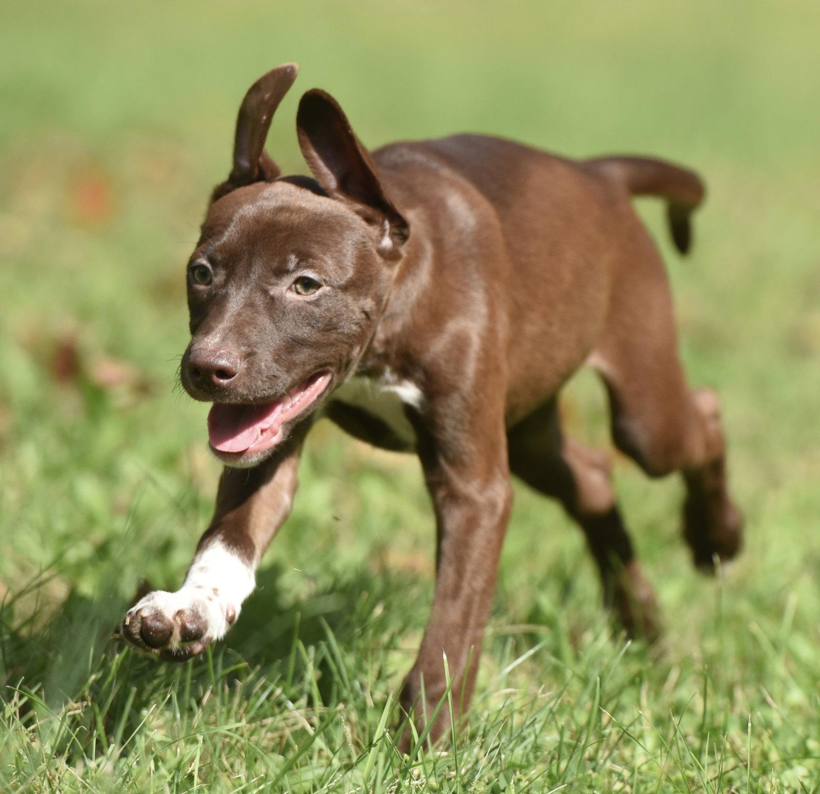 Enlarge Filly, a Adoptable mixed breed in Mechanicsburg, PA image 3/3