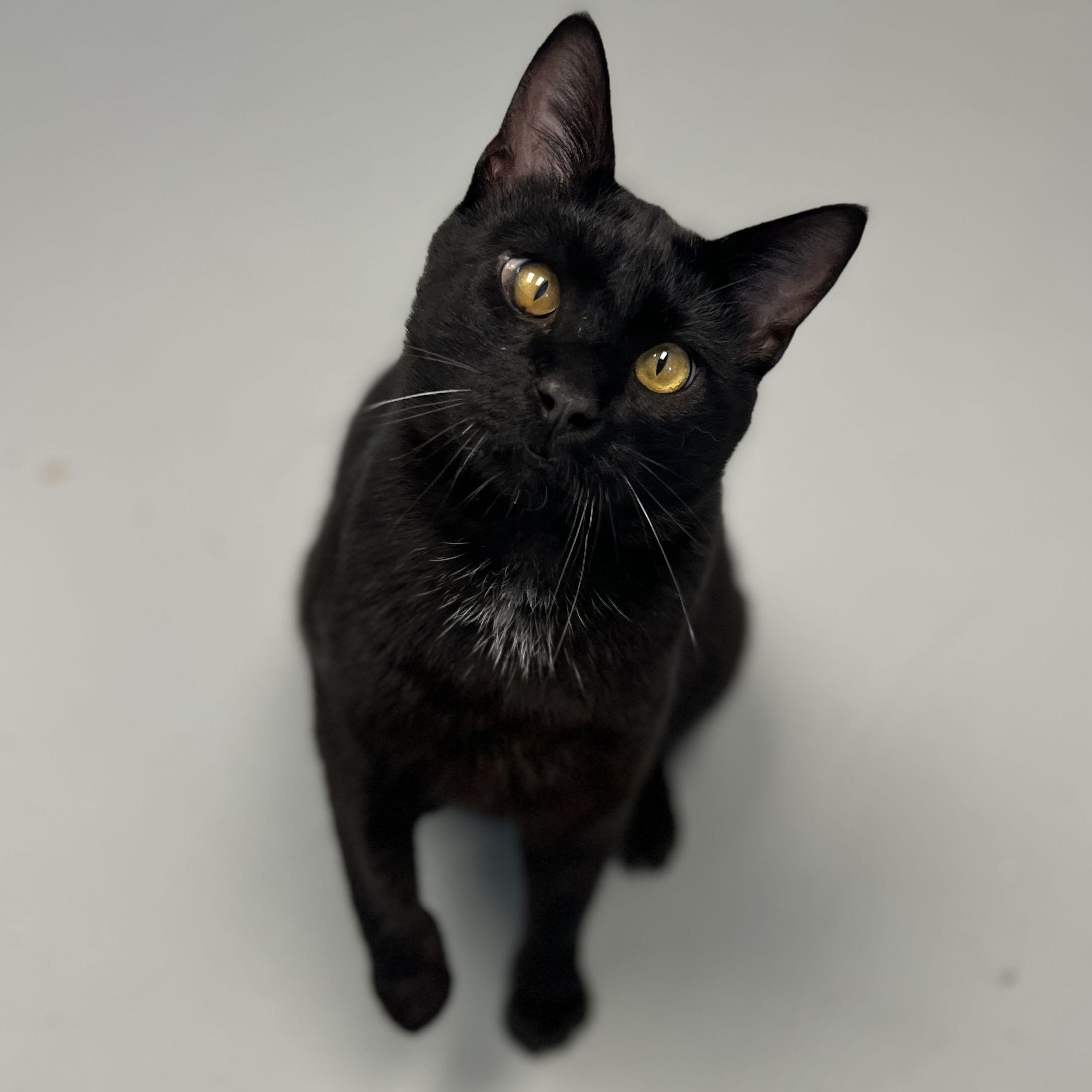 Smidget, an adoptable Domestic Short Hair in Mount Pleasant, IA, 52641 | Photo Image 1
