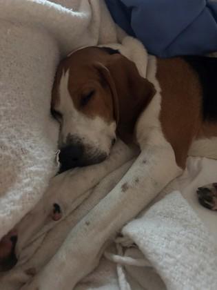 90420a Uncle Dingus, a Adoptable mixed breed in North Charleston, SC image 1/3