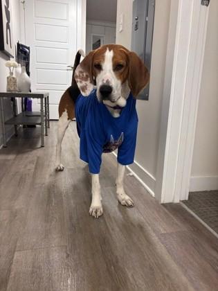 90420a Uncle Dingus, a Adoptable mixed breed in North Charleston, SC image 3/3