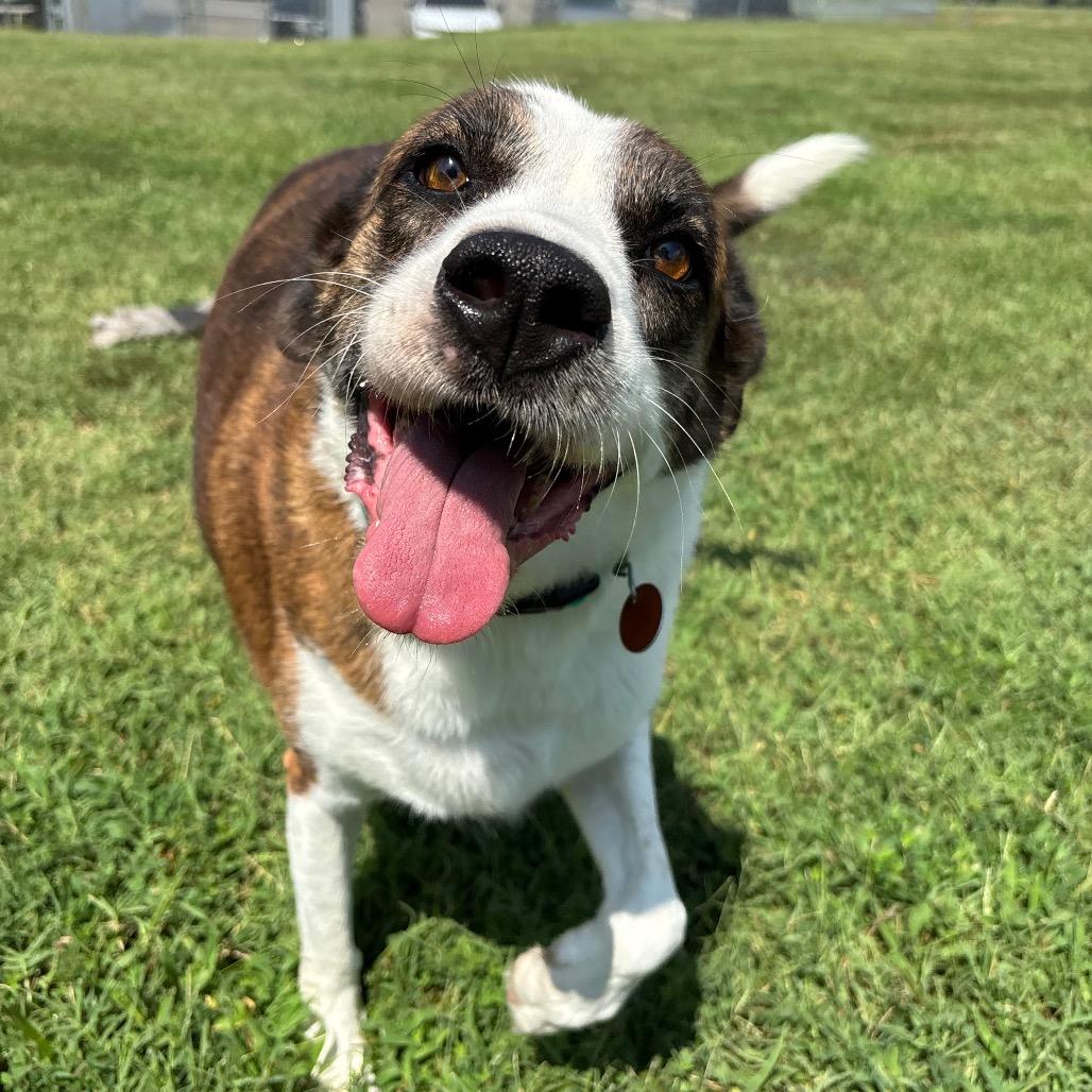 Tori, Adoptable, Adult Female Mixed Breed.