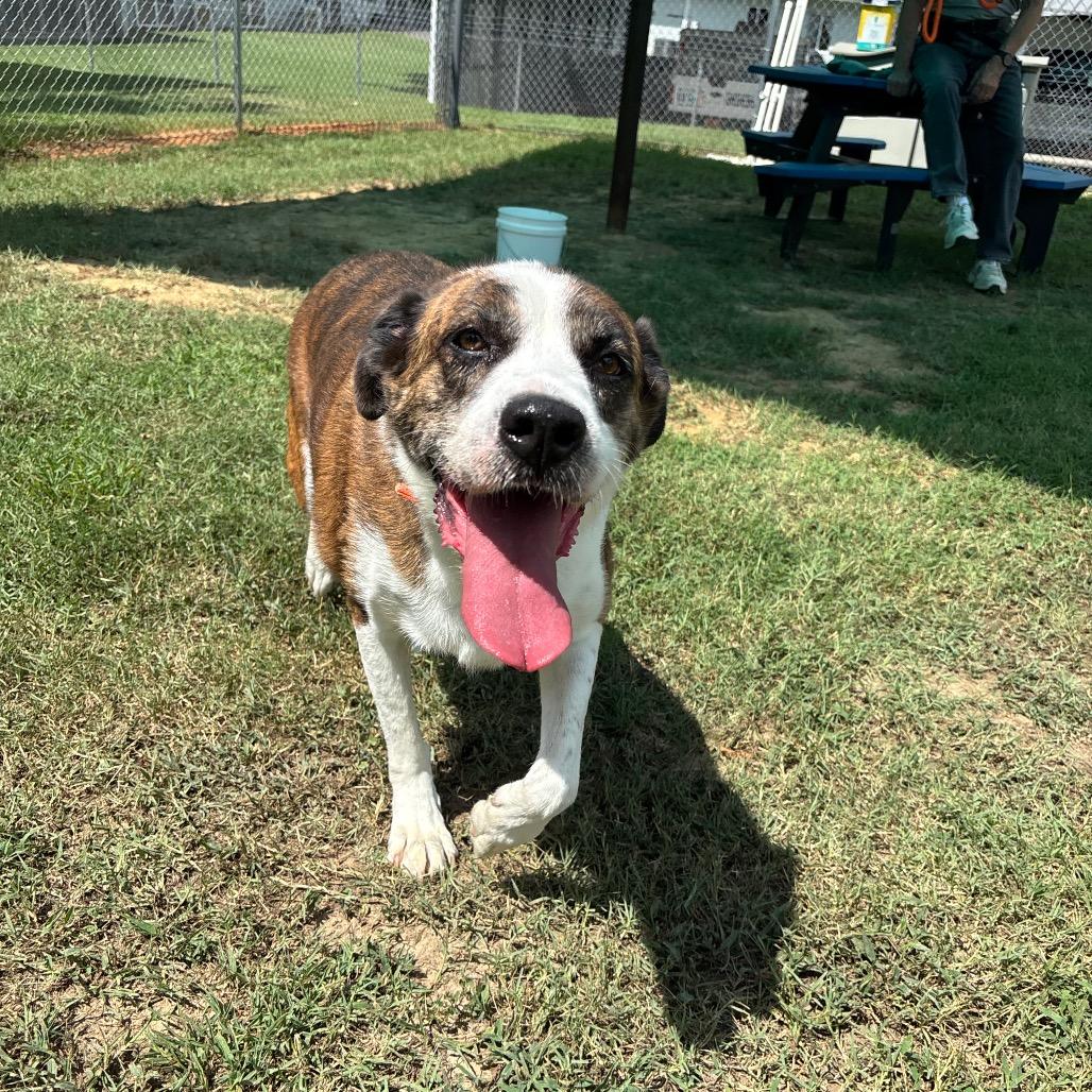 Enlarge Tori, a Adoptable Mixed Breed in Roxboro, NC image 2/6