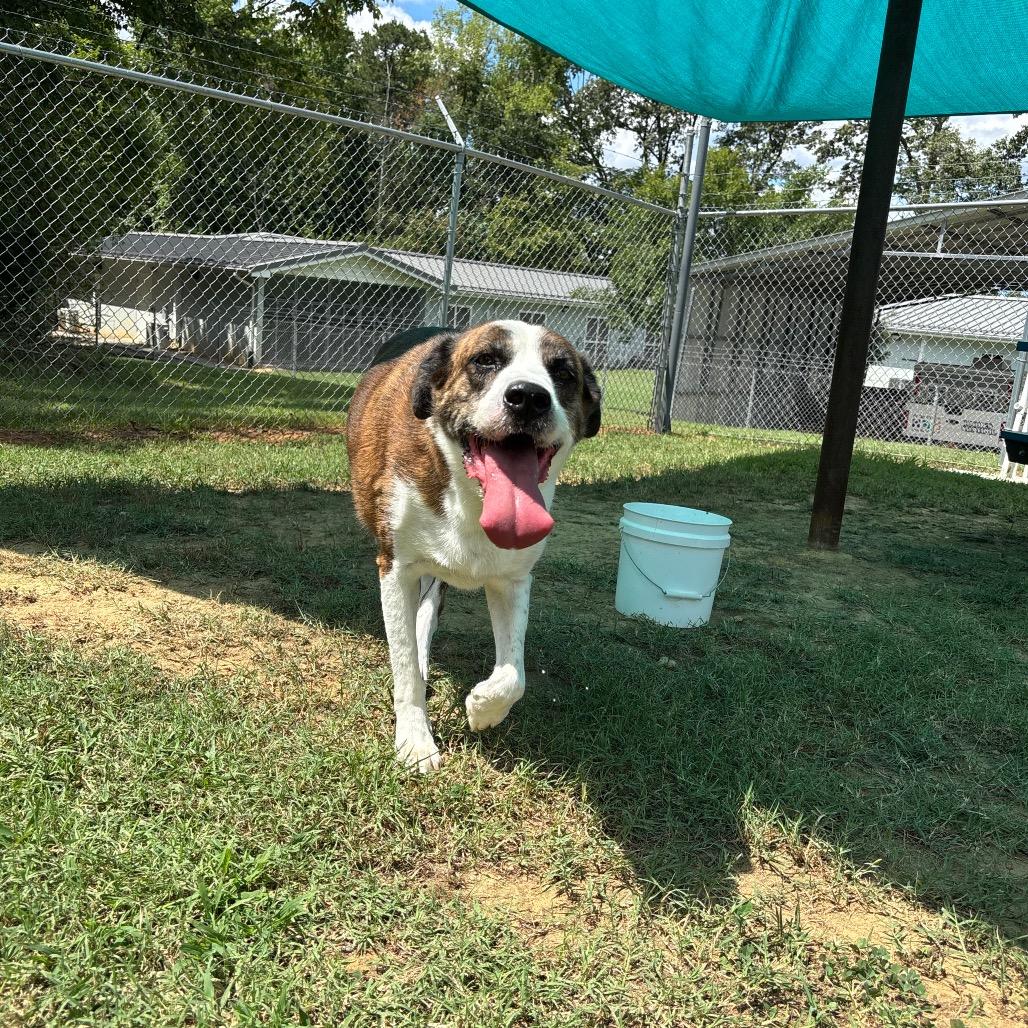 Enlarge Tori, a Adoptable Mixed Breed in Roxboro, NC image 3/6
