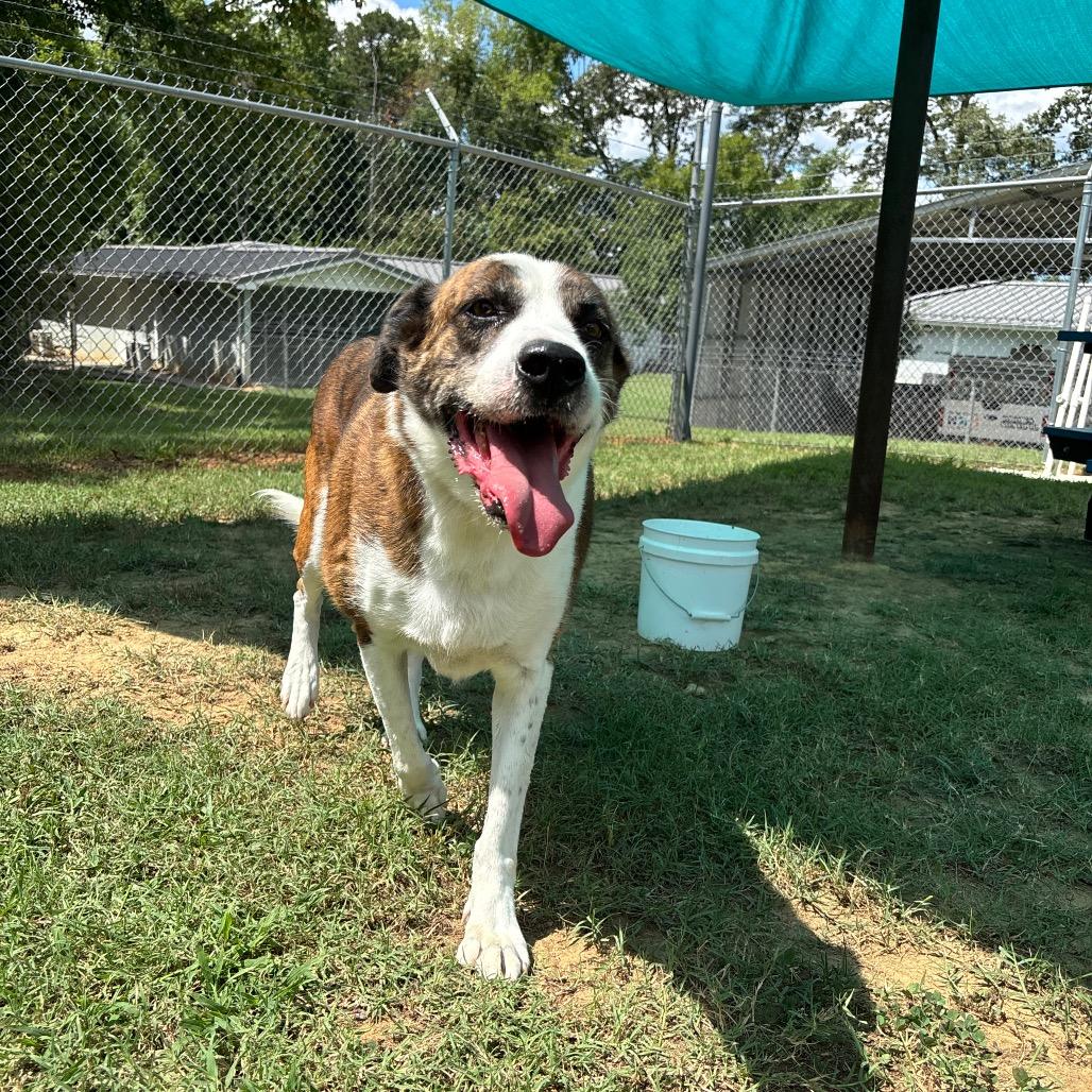 Enlarge Tori, a Adoptable Mixed Breed in Roxboro, NC image 4/6
