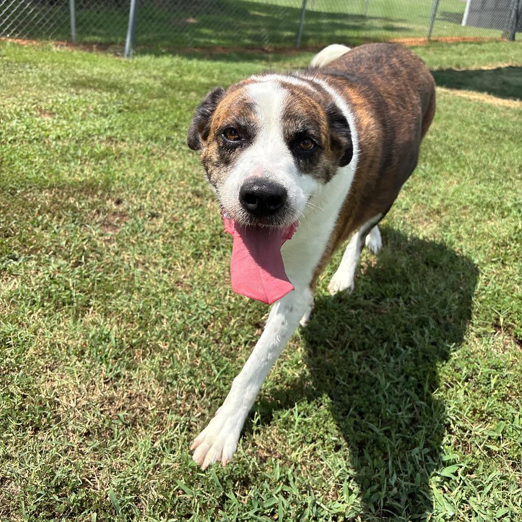 Enlarge Tori, a Adoptable Mixed Breed in Roxboro, NC image 5/6