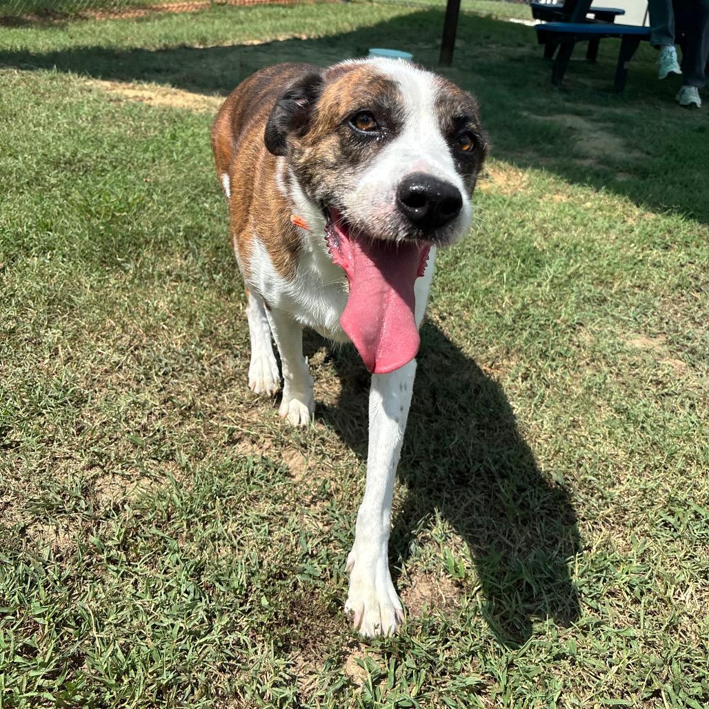 Enlarge Tori, a Adoptable Mixed Breed in Roxboro, NC image 6/6