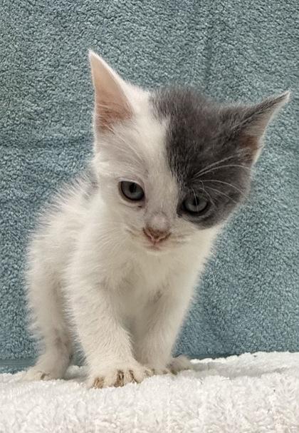 Lemur, Adoptable, Kitten Female Domestic Short Hair & Domestic Short Hair.