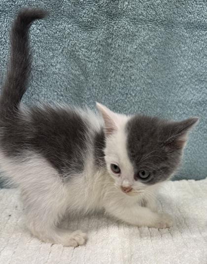 Lemur, a Adoptable mixed breed in Wilkesboro, NC image 2/3