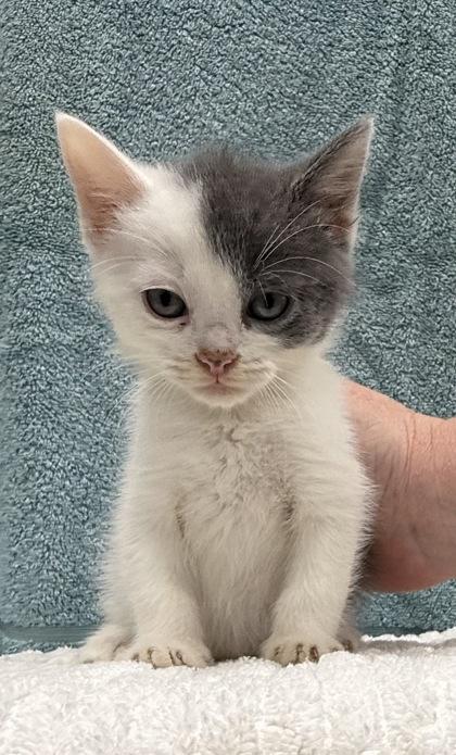 Lemur, a Adoptable mixed breed in Wilkesboro, NC image 3/3