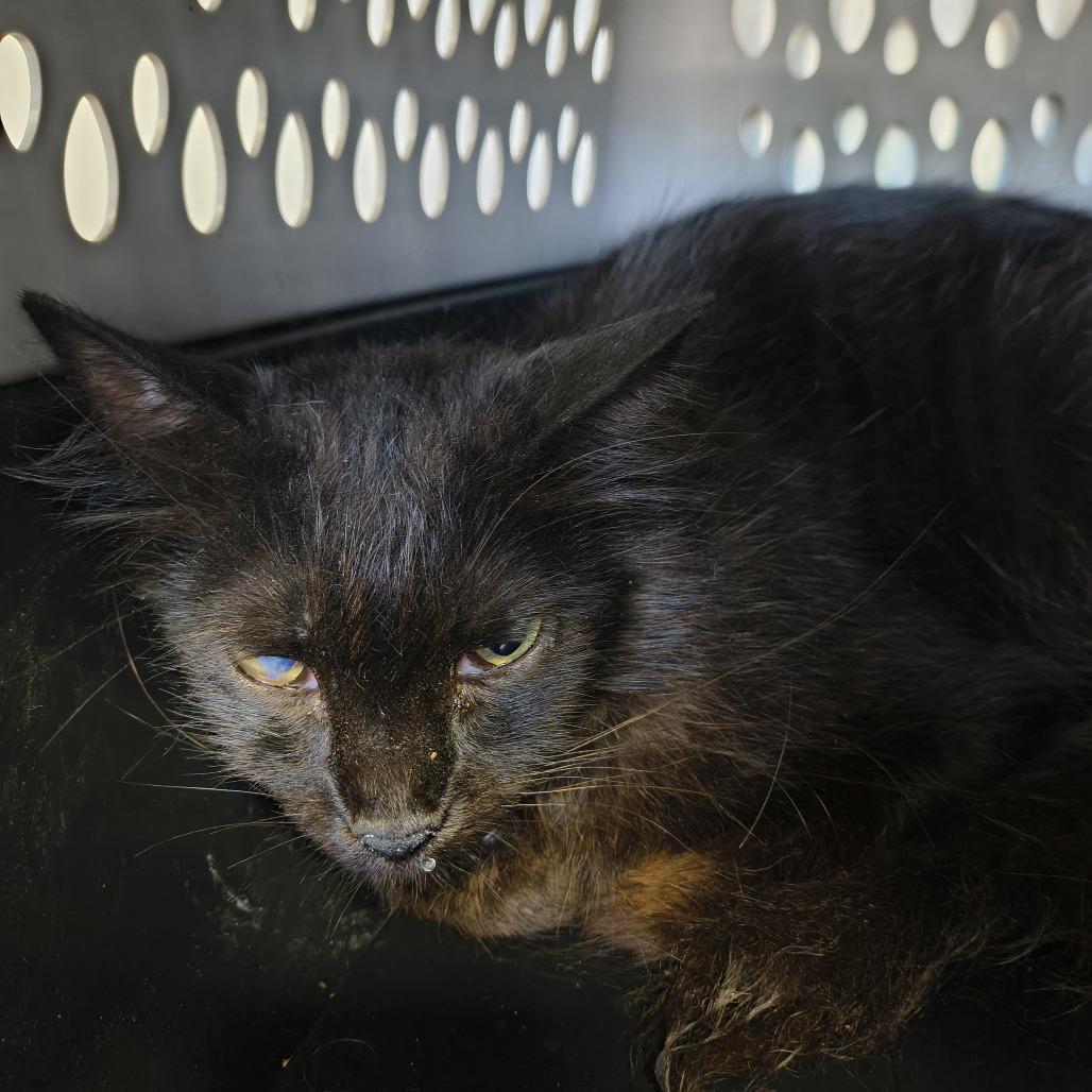 Ethel, Adoptable, Adult Female Domestic Medium Hair.