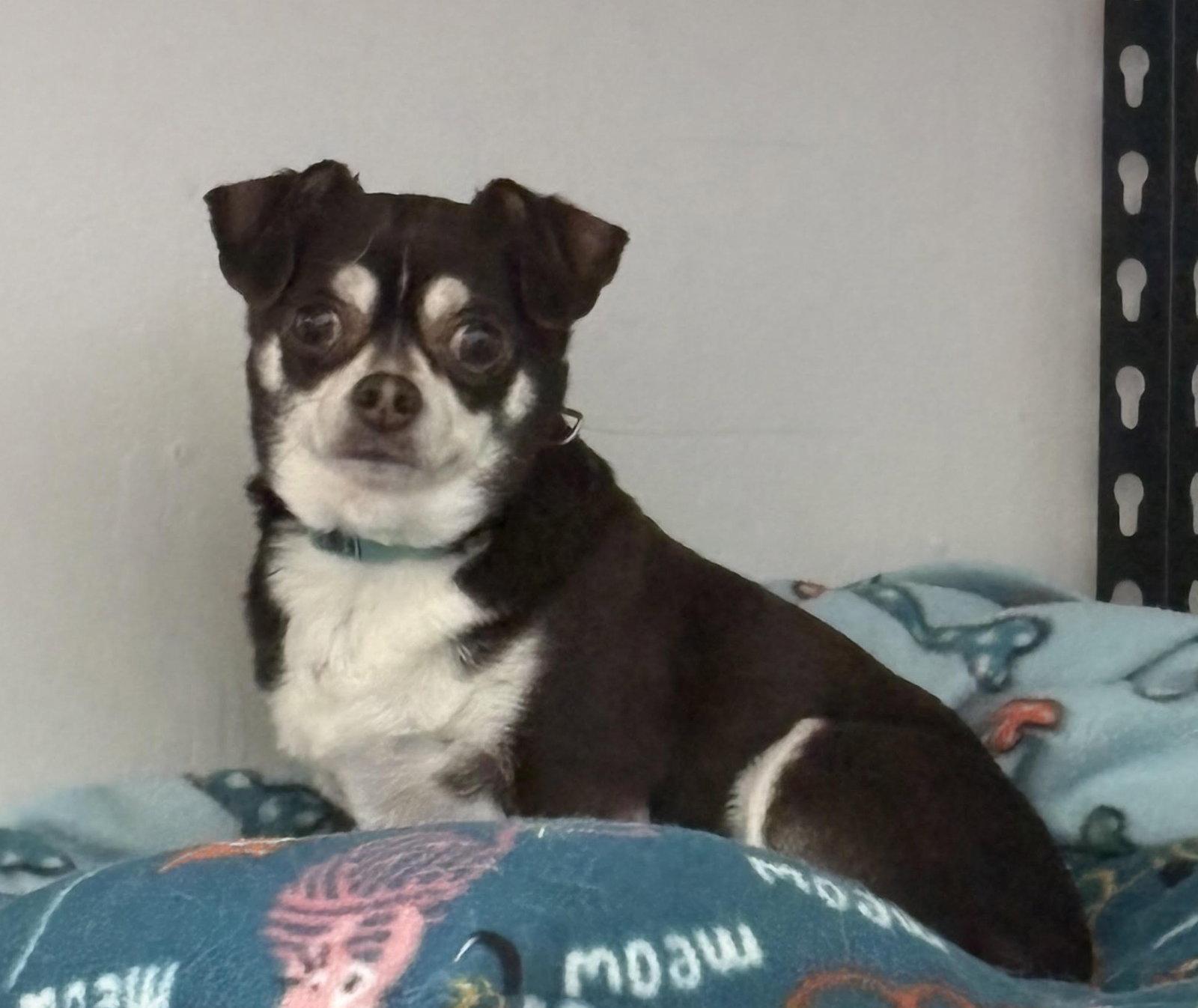 Enlarge Chip, a Adopted Chihuahua in Sistersville, WV image 1/2