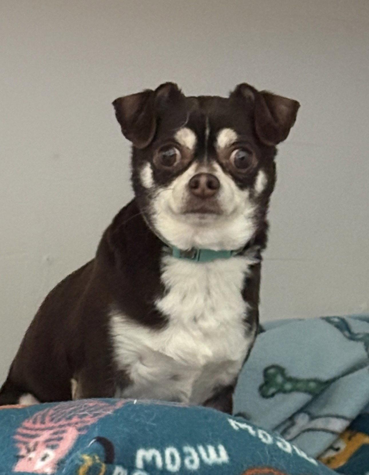 Enlarge Chip, a Adopted Chihuahua in Sistersville, WV image 2/2