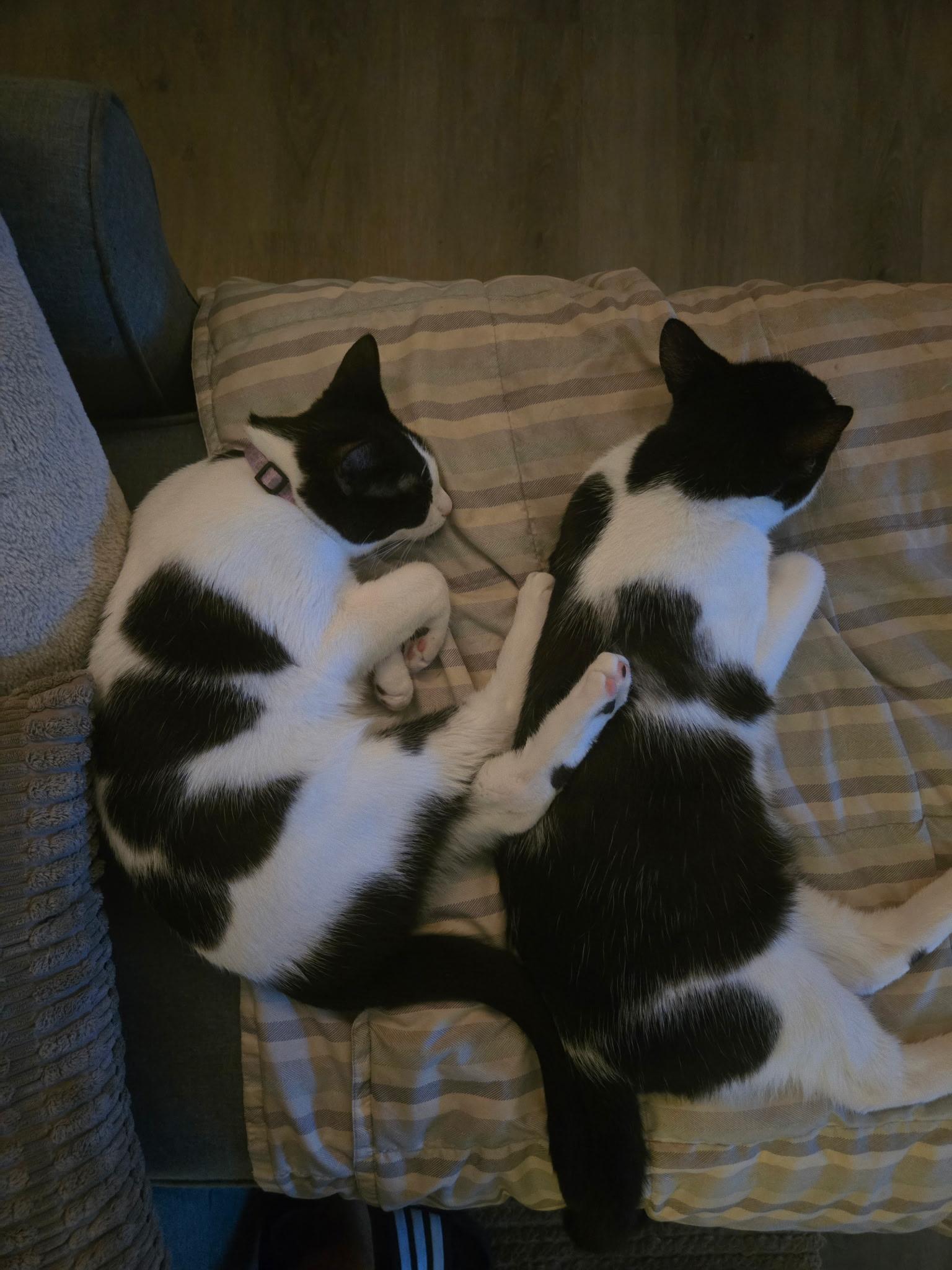 Chimi & Queso (bonded brother sister)