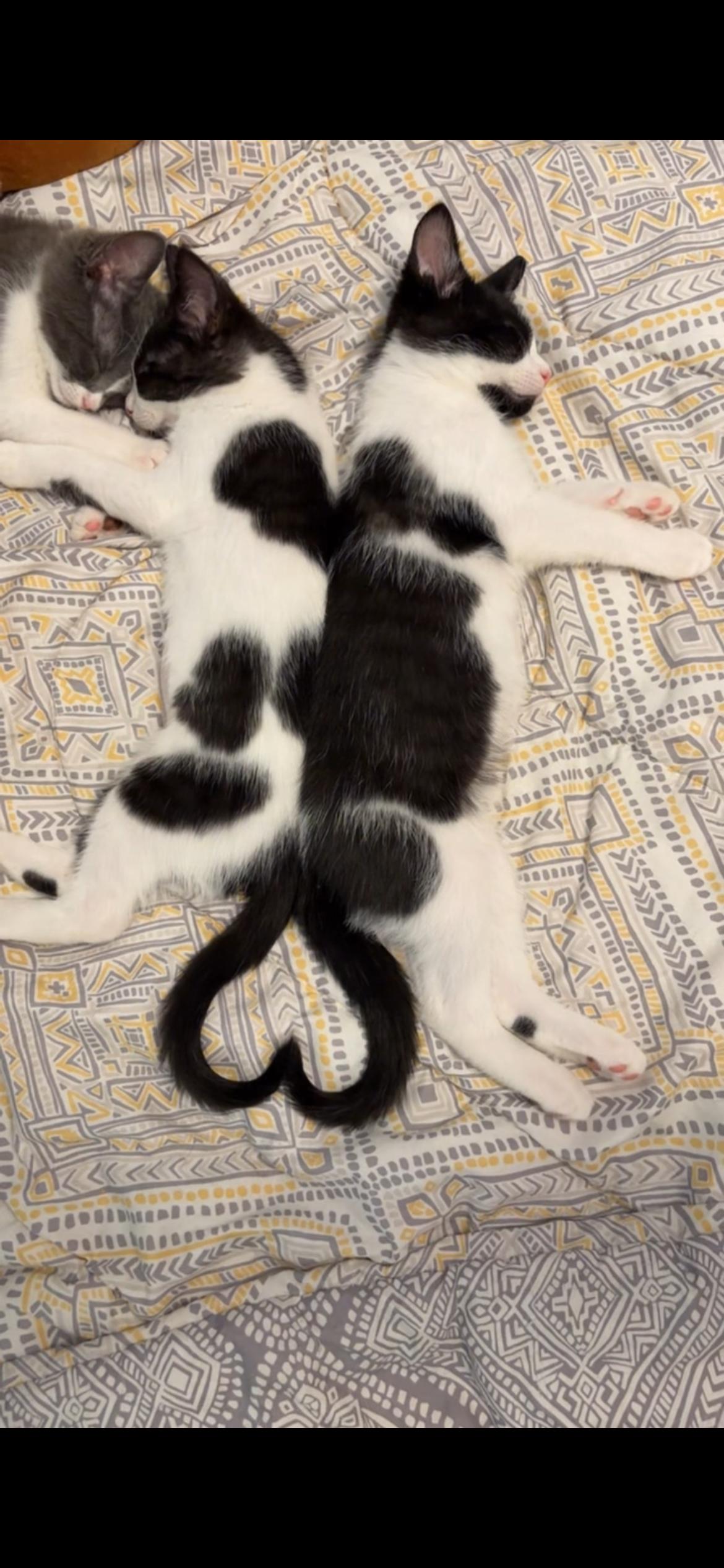 Chimi & Queso (bonded brother sister)