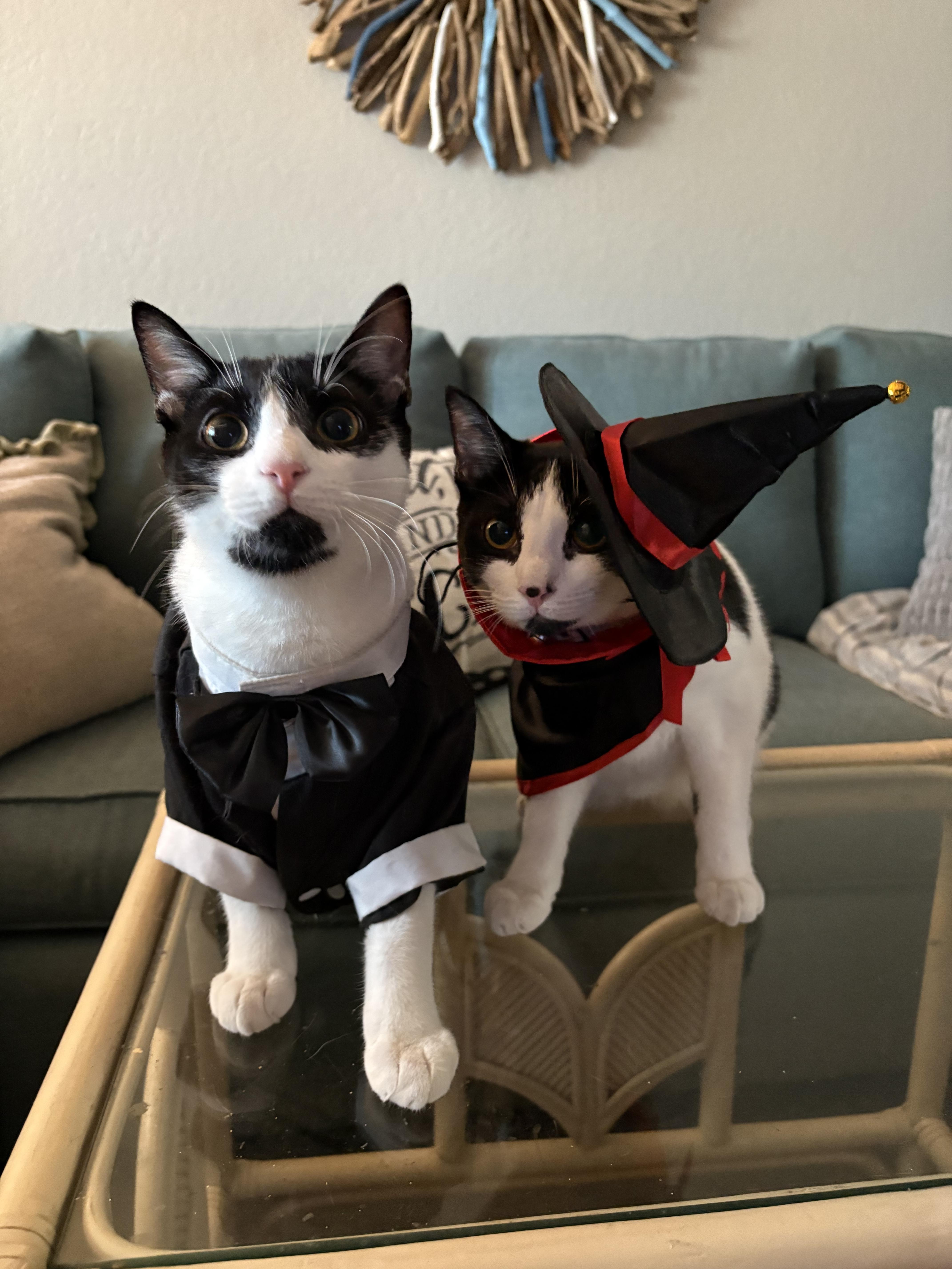 Chimi & Queso (bonded brother sister)