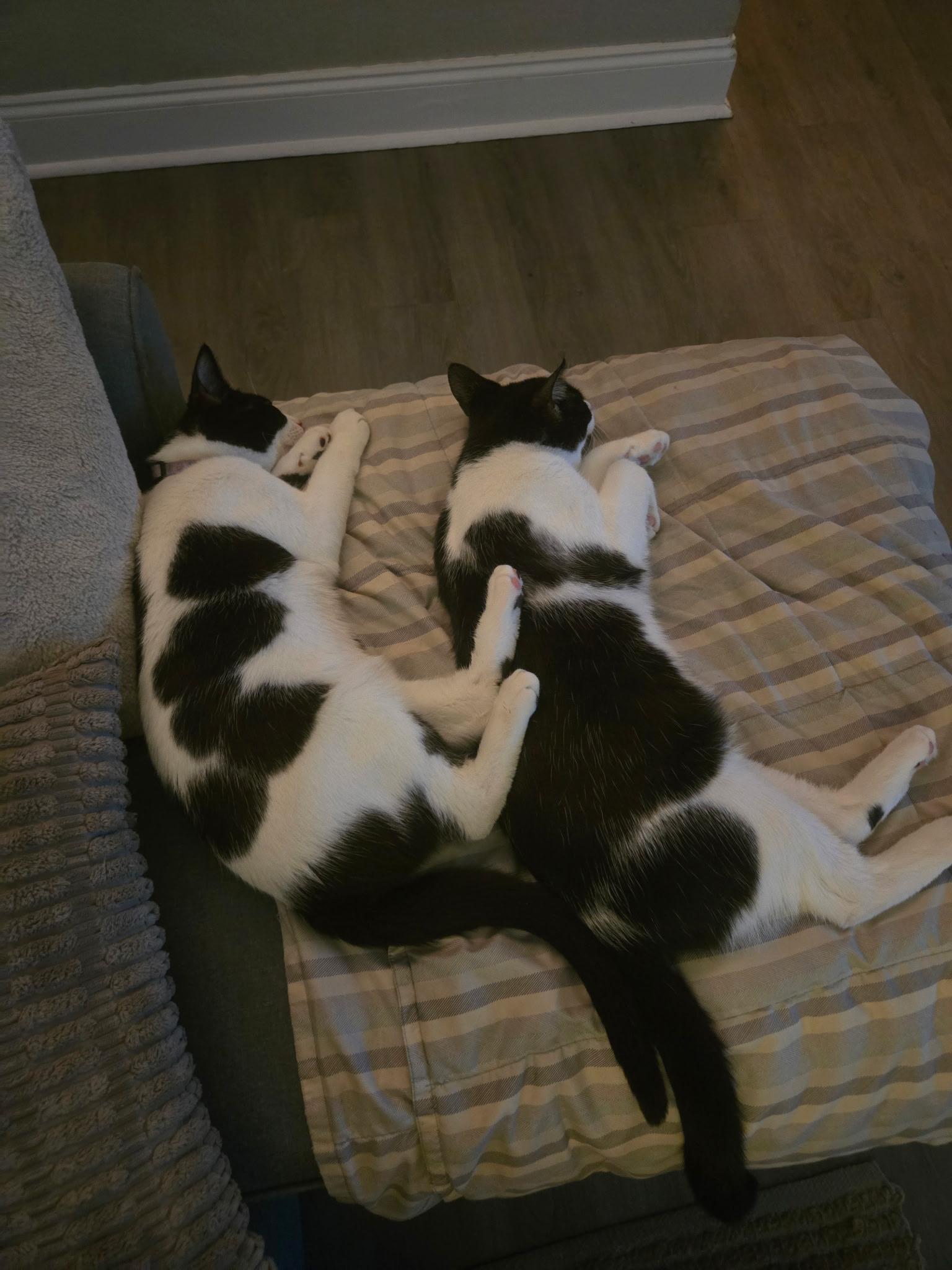 Chimi & Queso (bonded brother sister)