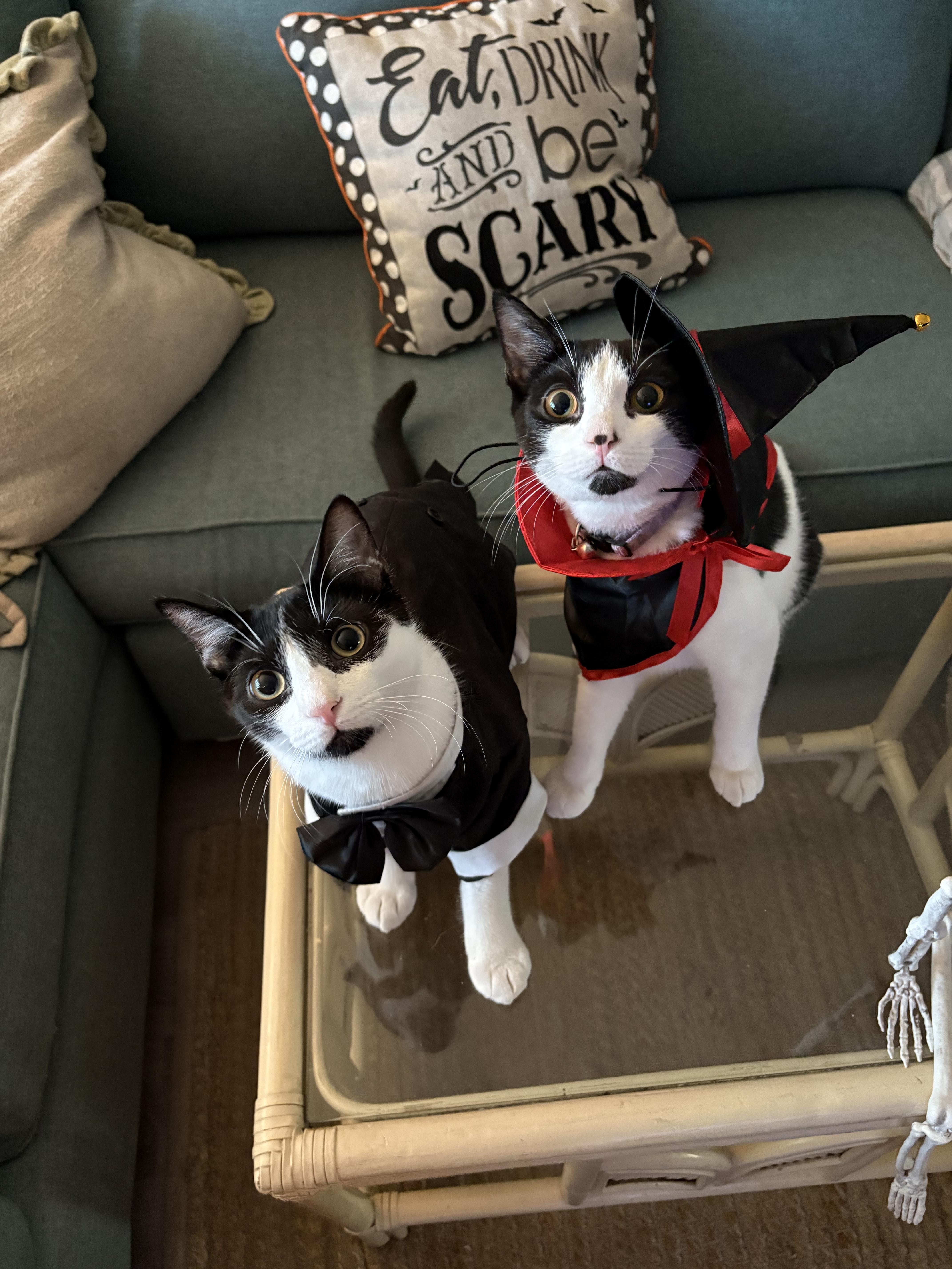 Chimi & Queso (bonded brother sister)