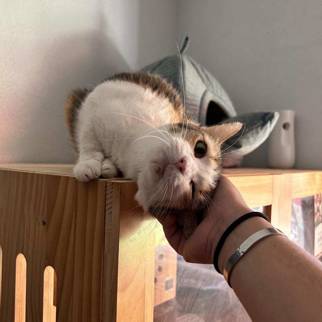 Grace, a Adoptable Domestic Short Hair in Dallas, TX image 3/6