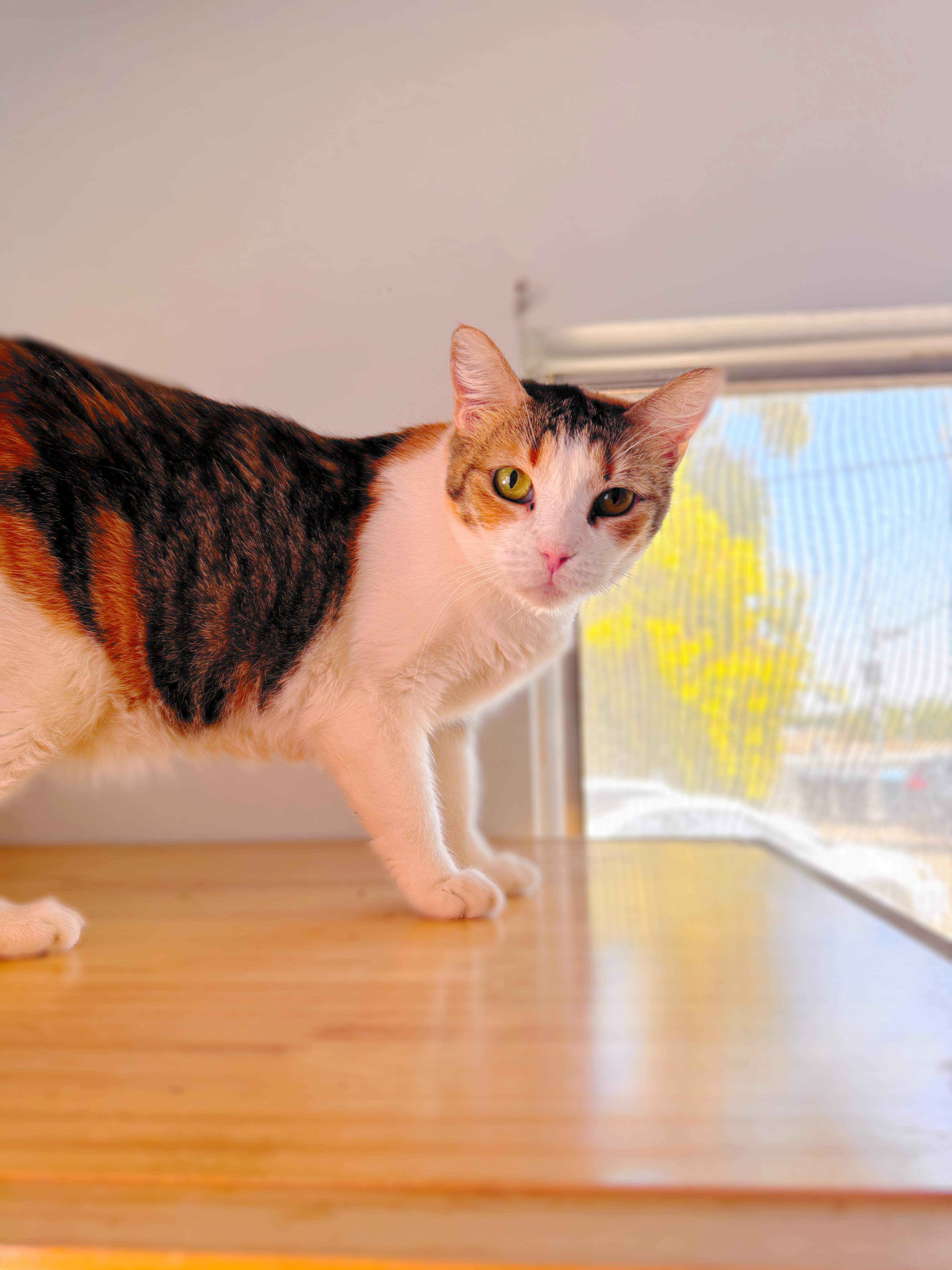 Grace, a Adoptable Domestic Short Hair in Dallas, TX image 5/6