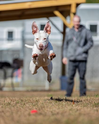 Nova FKA Tina Terrier fka Dog 18