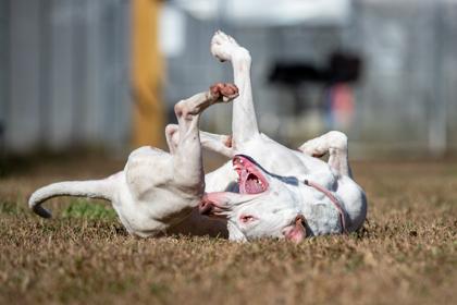 Nova FKA Tina Terrier fka Dog 18 — thumbnail 2