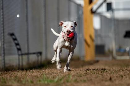 Nova FKA Tina Terrier fka Dog 18 — thumbnail 3