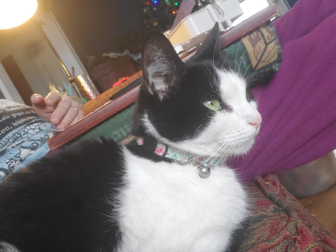 Panda, a Adoptable Domestic Short Hair in East Orange, NJ image 3/6