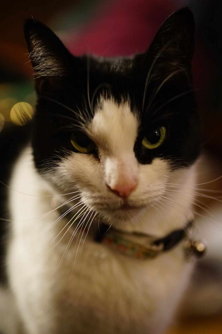 Panda, Adoptable, Adult Female Domestic Short Hair.