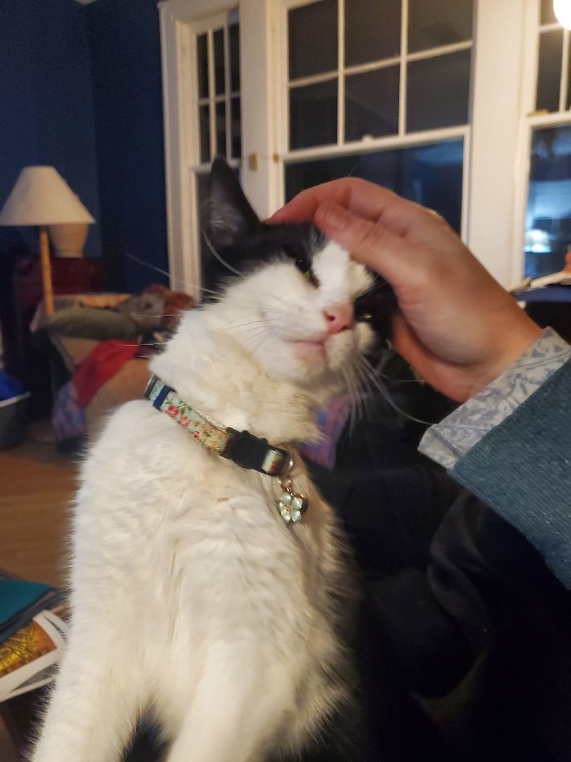 Panda, a Adoptable Domestic Short Hair in East Orange, NJ image 5/6