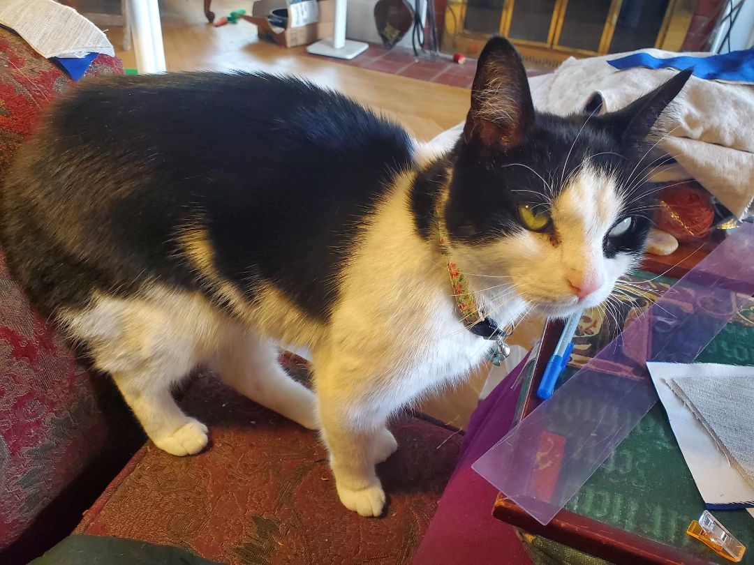 Panda, a Adoptable Domestic Short Hair in East Orange, NJ image 6/6