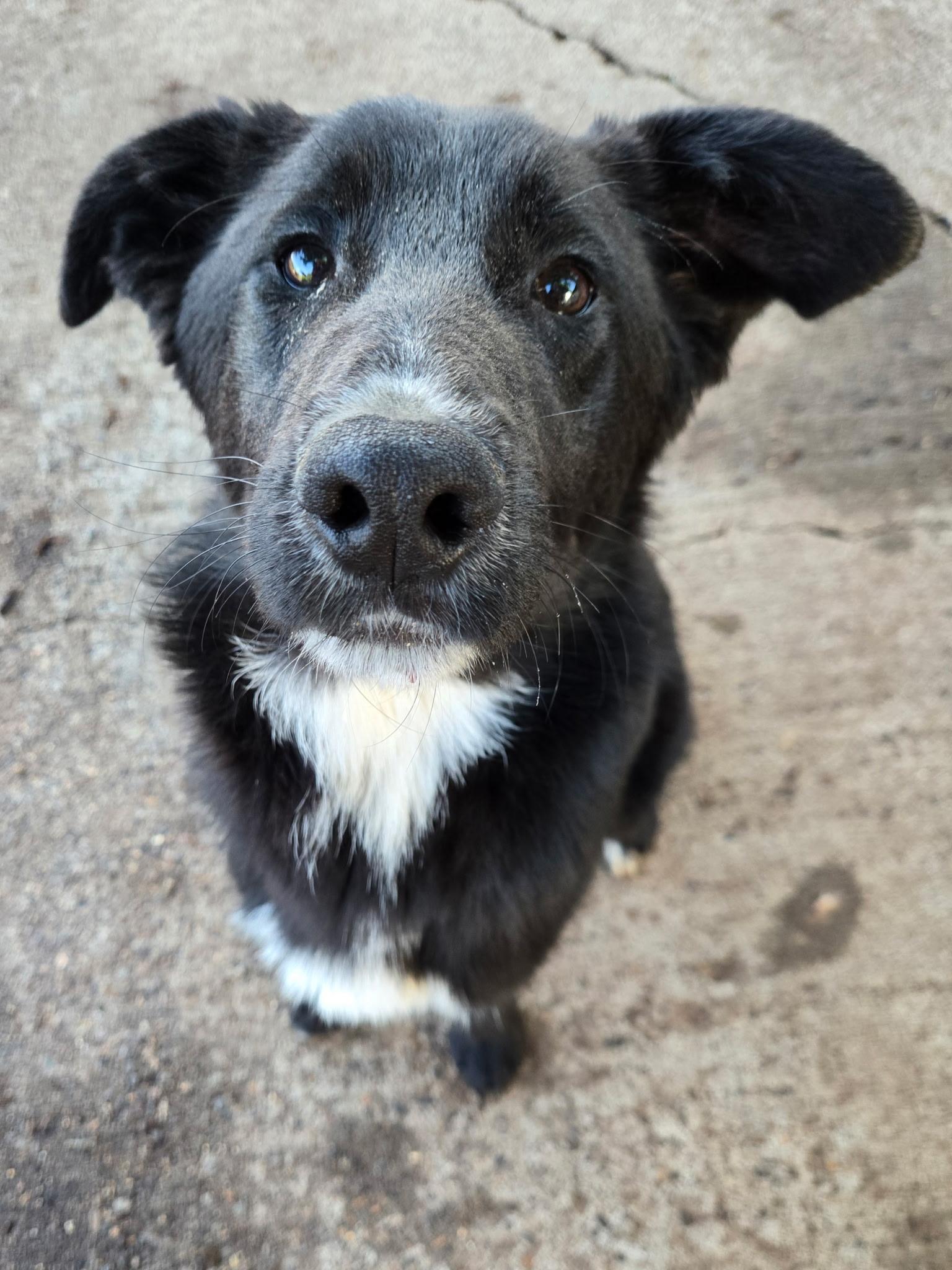 Blaze, Young Male Shepherd