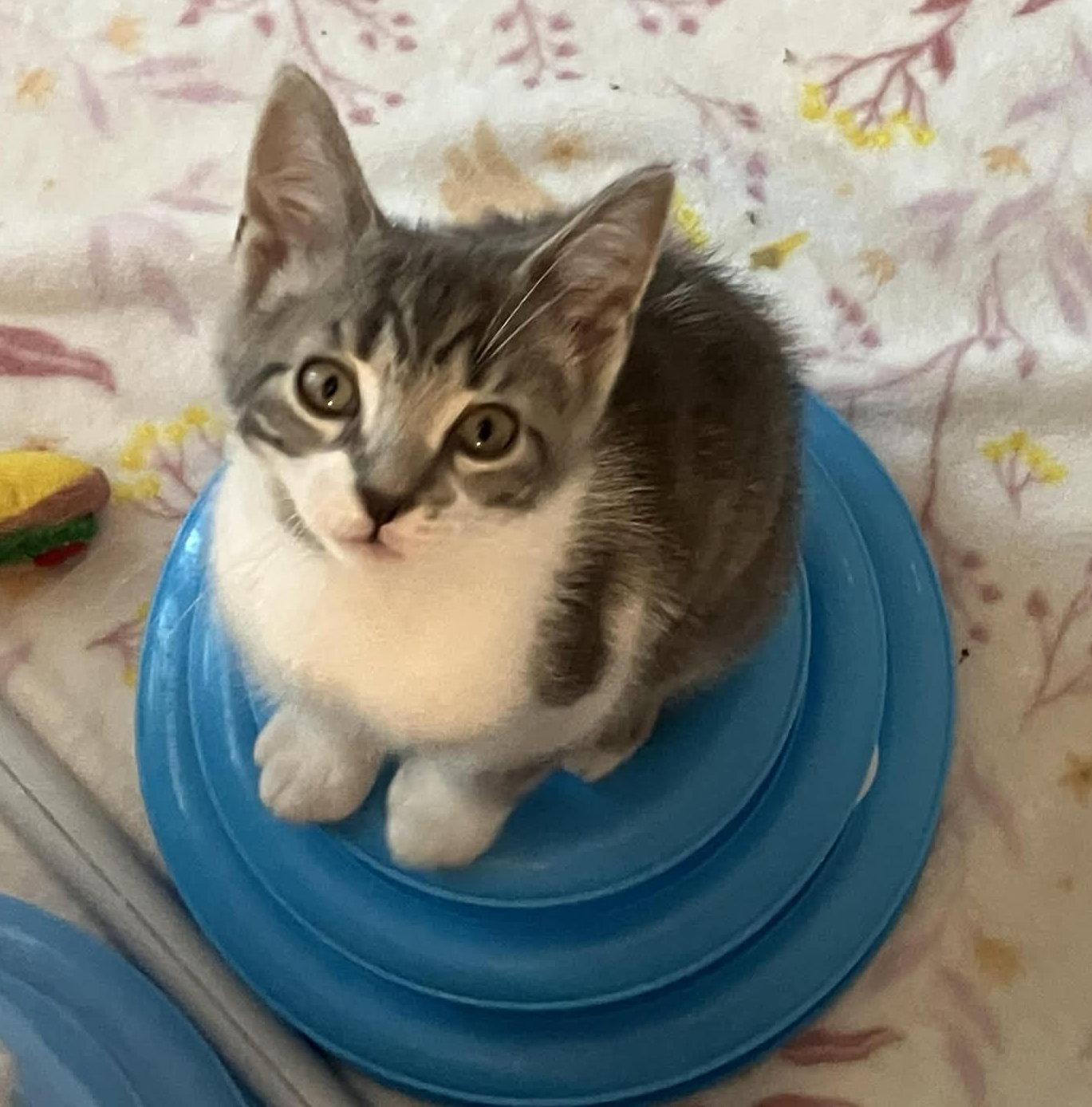 Barley, Adoptable, Young Male Domestic Short Hair.