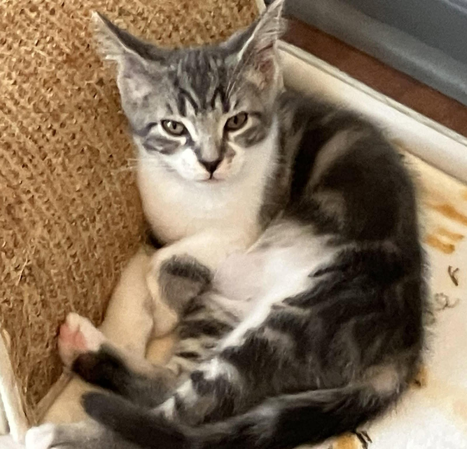 Enlarge Barley, a Adoptable Domestic Short Hair in Livonia, MI image 2/3