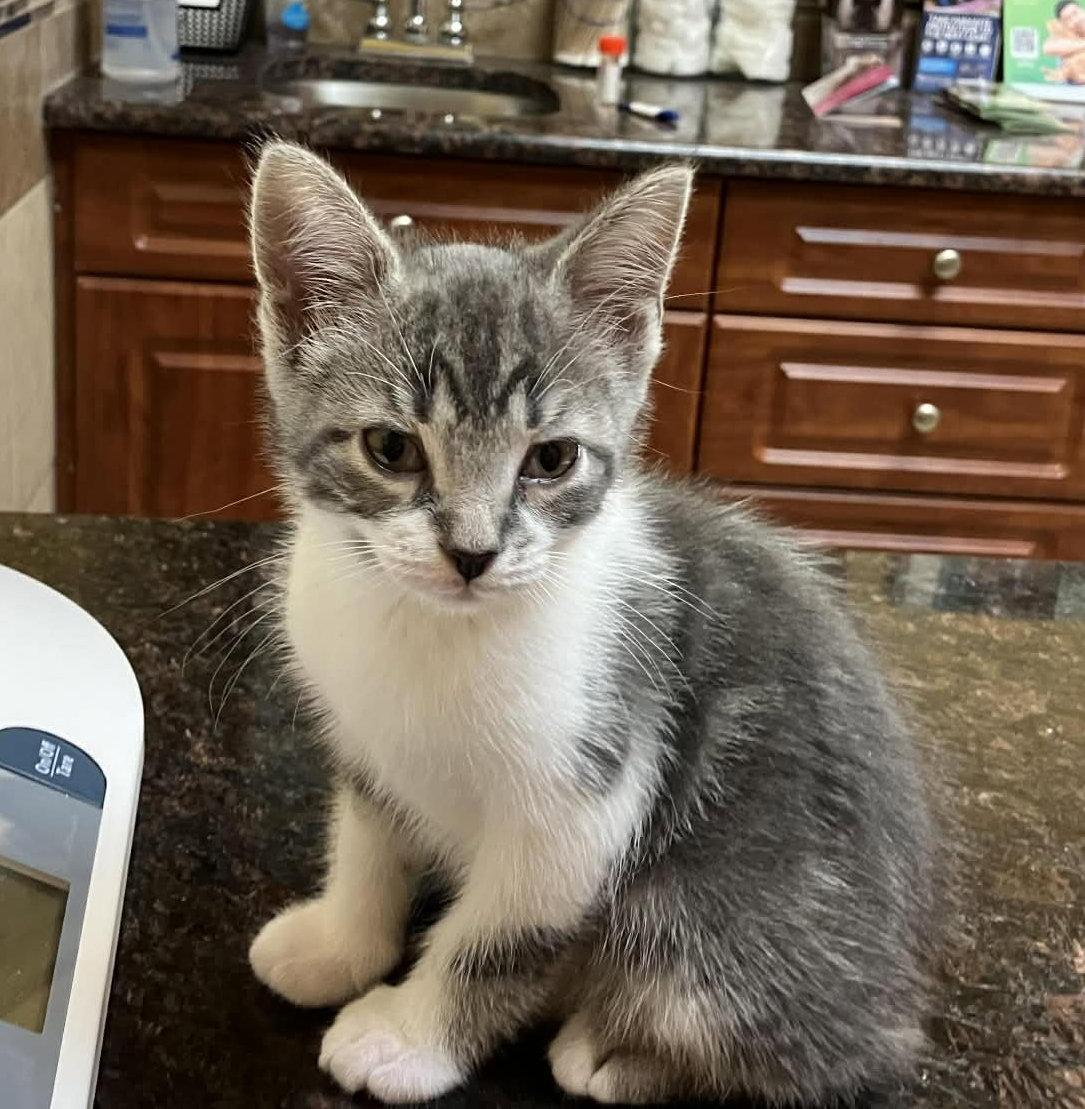 Enlarge Barley, a Adoptable Domestic Short Hair in Livonia, MI image 3/3