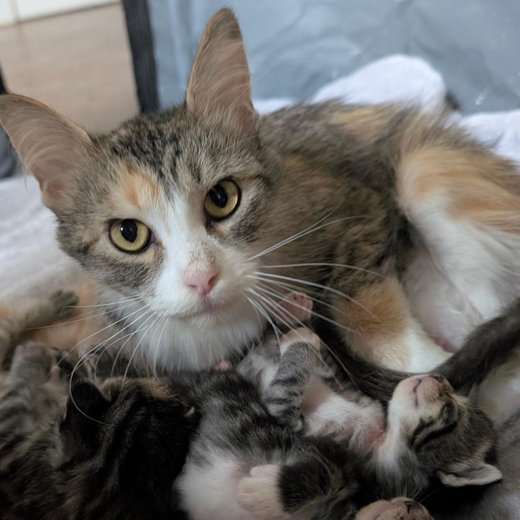 Mocha, Adoptable, Young Female Domestic Medium Hair.