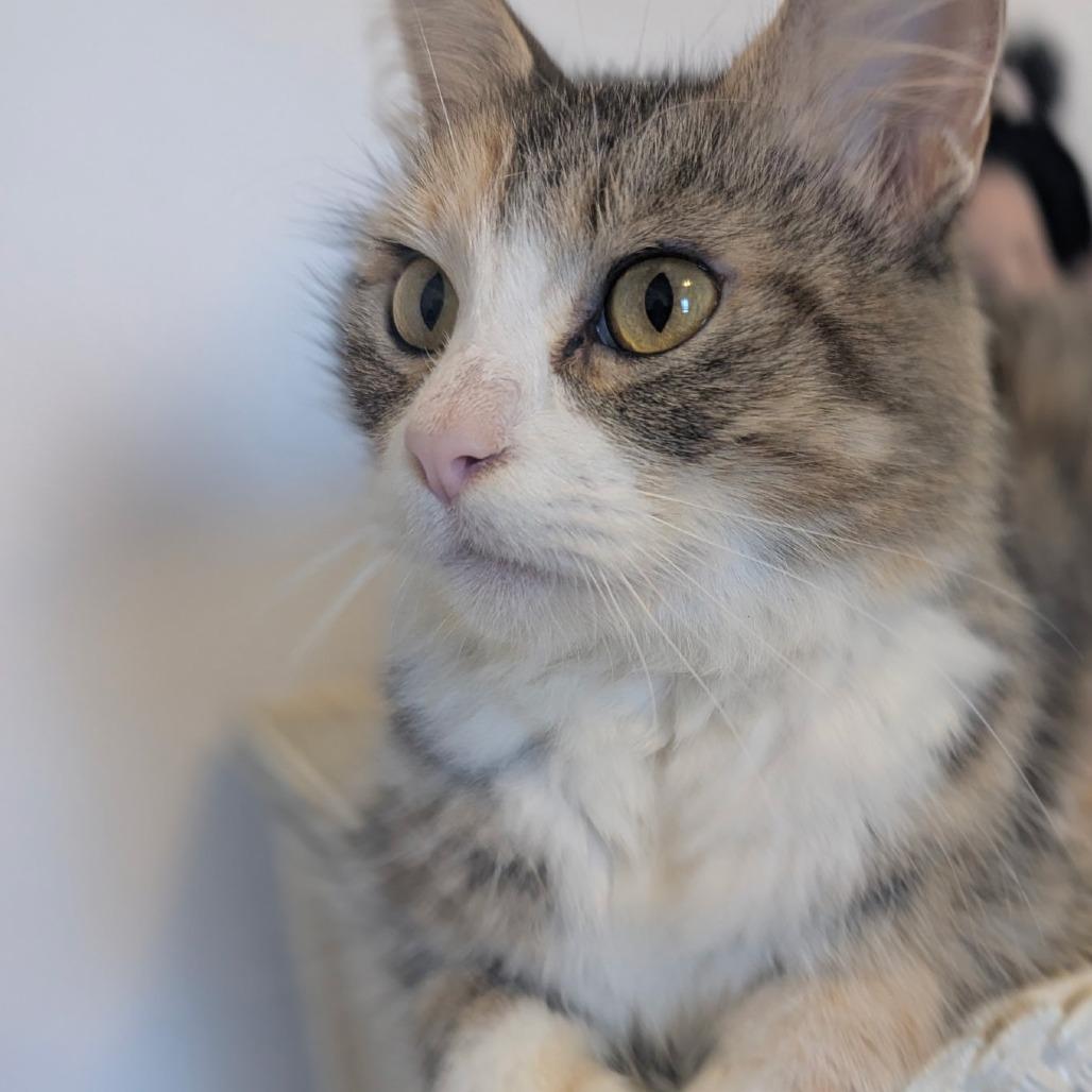 Enlarge Mocha, a Adoptable Domestic Medium Hair in Wadena, MN image 1/6