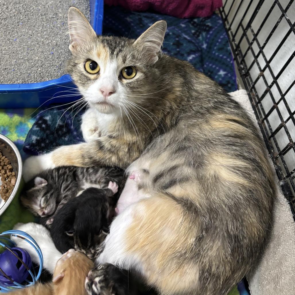 Enlarge Mocha, a Adoptable Domestic Medium Hair in Wadena, MN image 2/6