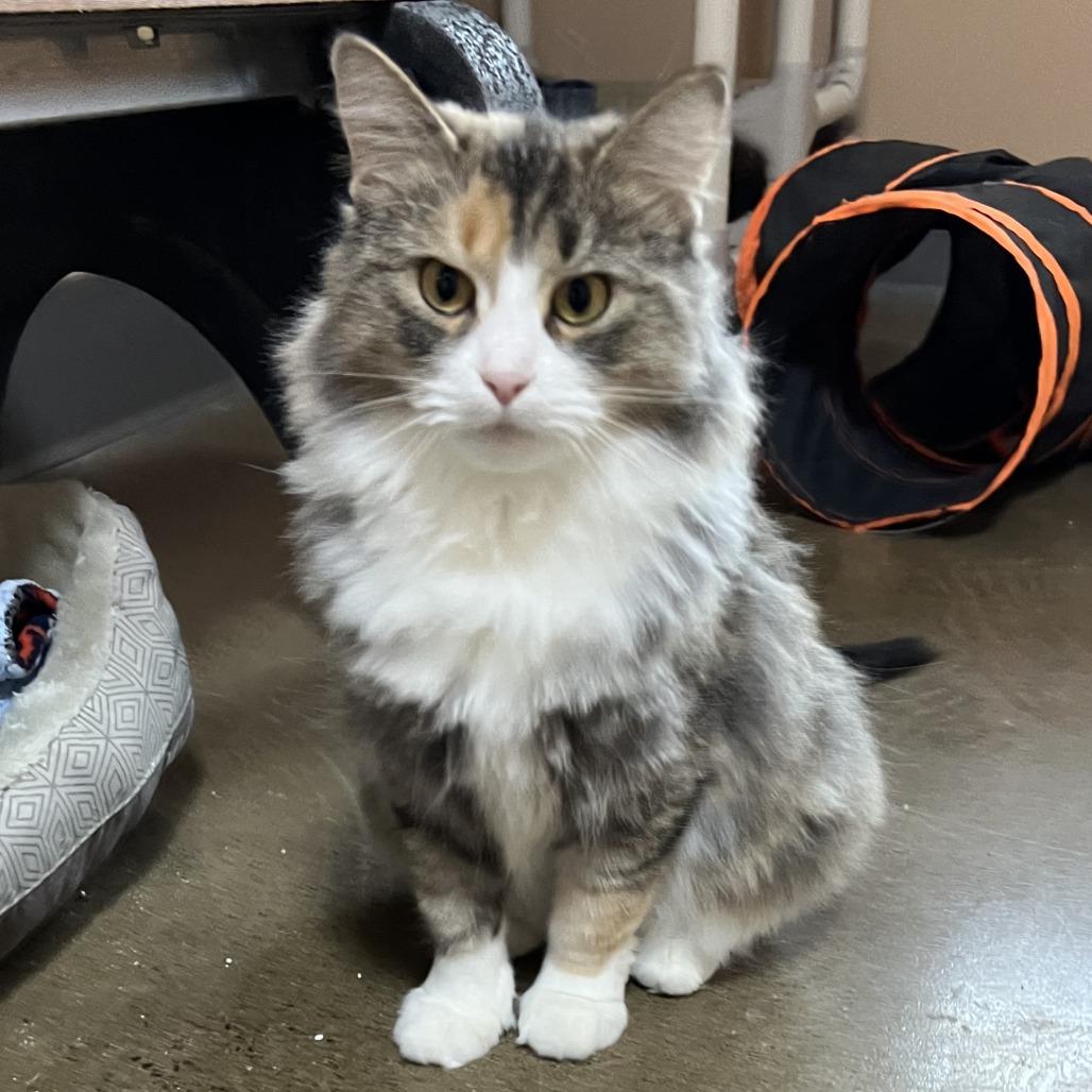 Enlarge Mocha, a Adoptable Domestic Medium Hair in Wadena, MN image 3/6