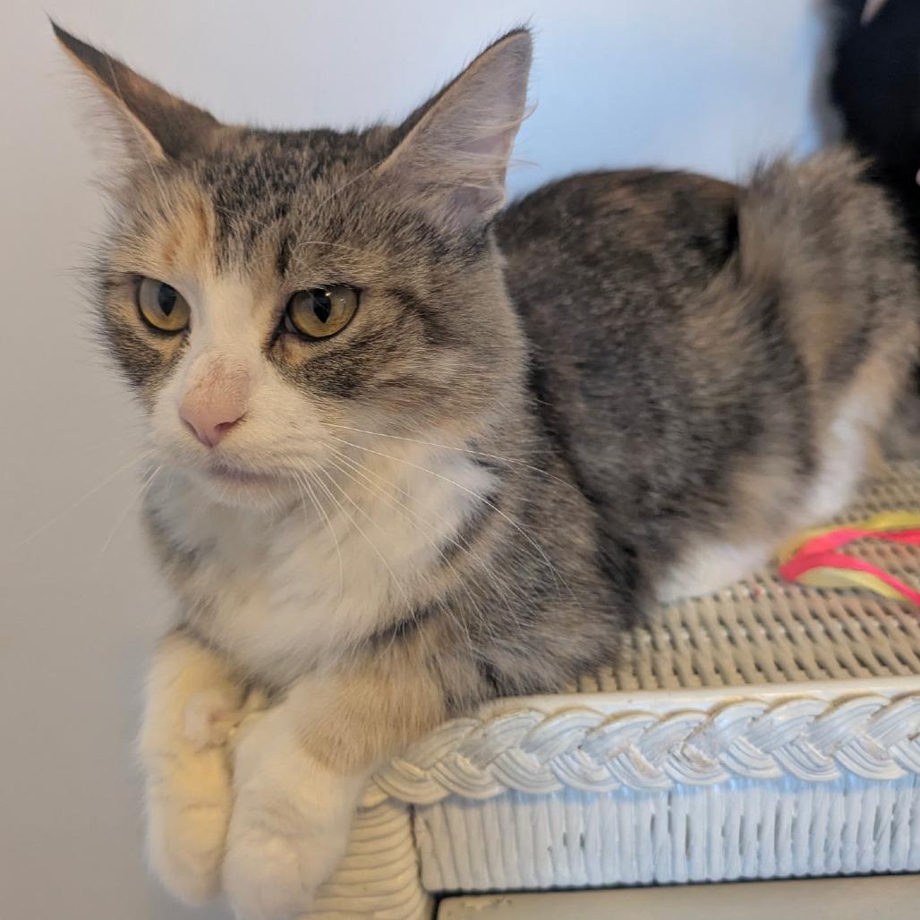 Enlarge Mocha, a Adoptable Domestic Medium Hair in Wadena, MN image 5/6