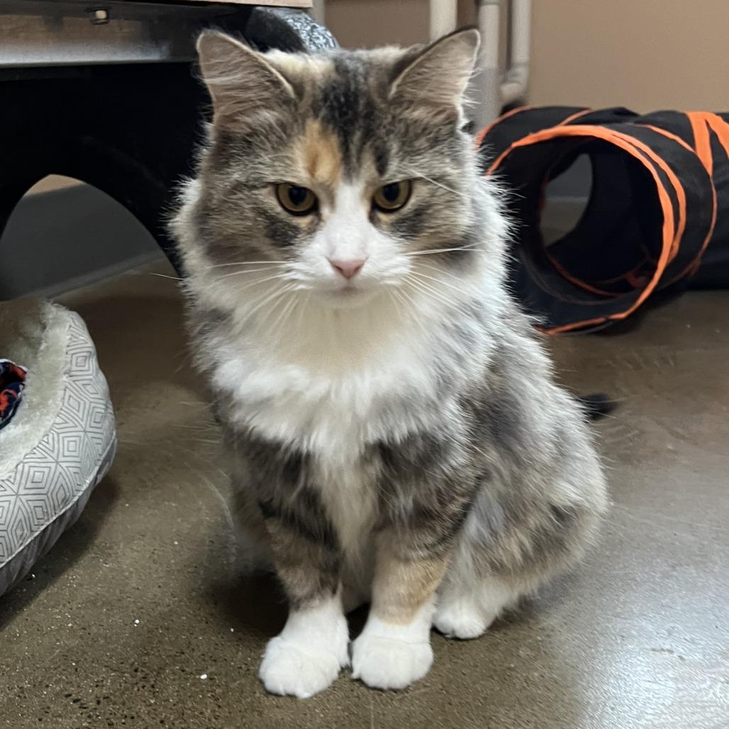 Enlarge Mocha, a Adoptable Domestic Medium Hair in Wadena, MN image 6/6