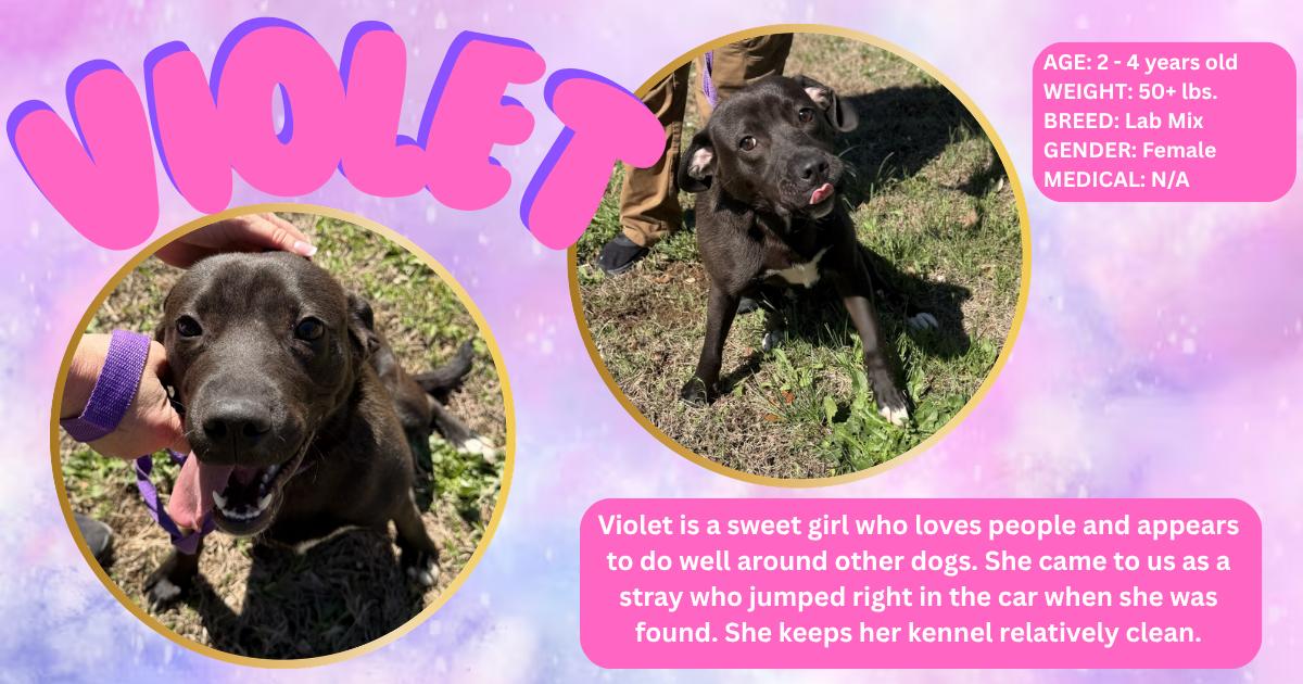 Violet , ADOPTABLE, Young Female Mixed Breed.