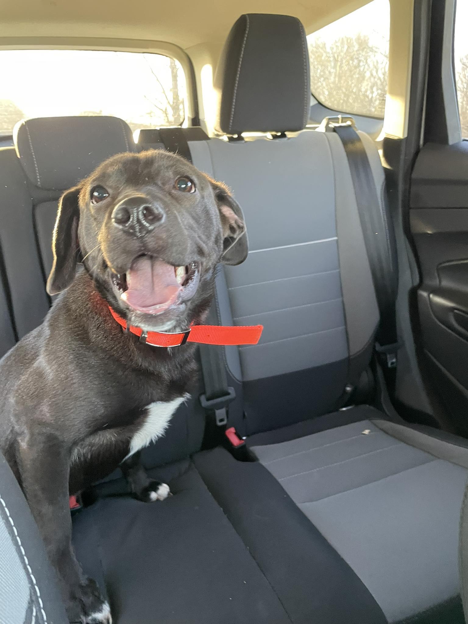 Violet , ADOPTABLE, Young Female Mixed Breed.